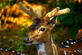 Deer Inside The Pushkar Garden - India