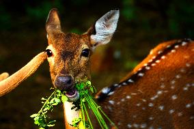 Deer Inside The Pushkar Garden - India