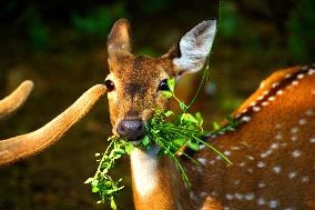 Deer Inside The Pushkar Garden - India