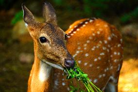 Deer Inside The Pushkar Garden - India