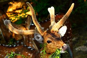 Deer Inside The Pushkar Garden - India