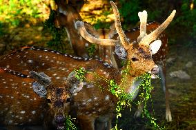 Deer Inside The Pushkar Garden - India