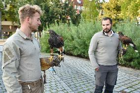 Falconers To Fight Against The Starling Nuisances - Strasbourg