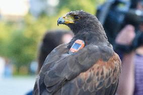 Falconers To Fight Against The Starling Nuisances - Strasbourg