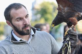 Falconers To Fight Against The Starling Nuisances - Strasbourg