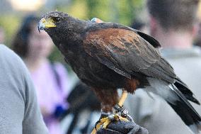 Falconers To Fight Against The Starling Nuisances - Strasbourg