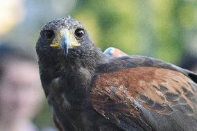 Falconers To Fight Against The Starling Nuisances - Strasbourg