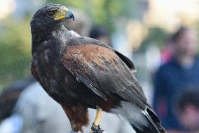 Falconers To Fight Against The Starling Nuisances - Strasbourg