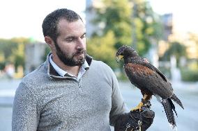 Falconers To Fight Against The Starling Nuisances - Strasbourg