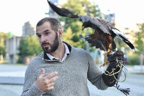 Falconers To Fight Against The Starling Nuisances - Strasbourg