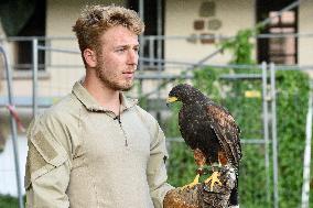 Falconers To Fight Against The Starling Nuisances - Strasbourg