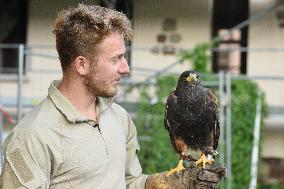 Falconers To Fight Against The Starling Nuisances - Strasbourg