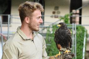 Falconers To Fight Against The Starling Nuisances - Strasbourg