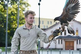 Falconers To Fight Against The Starling Nuisances - Strasbourg