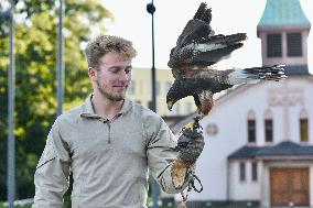 Falconers To Fight Against The Starling Nuisances - Strasbourg