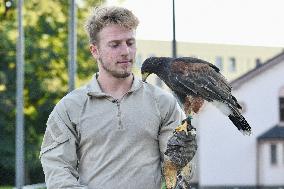 Falconers To Fight Against The Starling Nuisances - Strasbourg