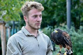 Falconers To Fight Against The Starling Nuisances - Strasbourg