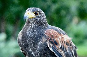 Falconers To Fight Against The Starling Nuisances - Strasbourg