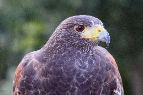 Falconers To Fight Against The Starling Nuisances - Strasbourg