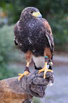 Falconers To Fight Against The Starling Nuisances - Strasbourg