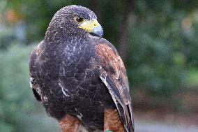 Falconers To Fight Against The Starling Nuisances - Strasbourg