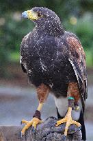 Falconers To Fight Against The Starling Nuisances - Strasbourg