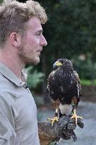 Falconers To Fight Against The Starling Nuisances - Strasbourg