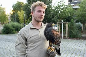 Falconers To Fight Against The Starling Nuisances - Strasbourg