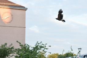 Falconers To Fight Against The Starling Nuisances - Strasbourg