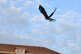 Falconers To Fight Against The Starling Nuisances - Strasbourg