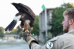 Falconers To Fight Against The Starling Nuisances - Strasbourg