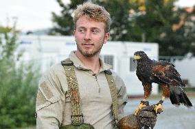 Falconers To Fight Against The Starling Nuisances - Strasbourg