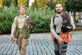 Falconers To Fight Against The Starling Nuisances - Strasbourg