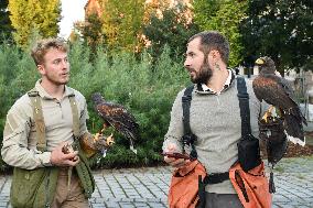 Falconers To Fight Against The Starling Nuisances - Strasbourg