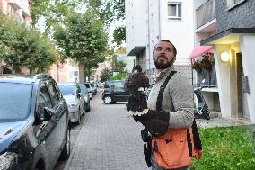 Falconers To Fight Against The Starling Nuisances - Strasbourg