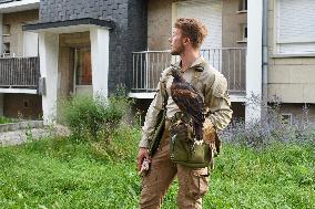 Falconers To Fight Against The Starling Nuisances - Strasbourg