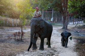MYANMAR-BAGO-WINGABAW ELEPHANT CAMP