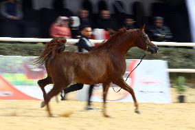 EGYPT-SHARQIA-ARABIAN HORSE-BEAUTY CONTEST