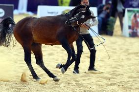 EGYPT-SHARQIA-ARABIAN HORSE-BEAUTY CONTEST