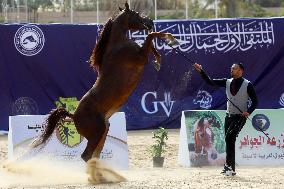 EGYPT-SHARQIA-ARABIAN HORSE-BEAUTY CONTEST