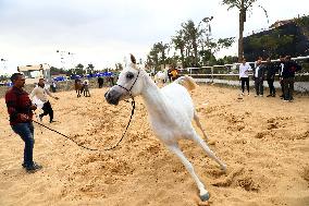 EGYPT-SHARQIA-ARABIAN HORSE-BEAUTY CONTEST