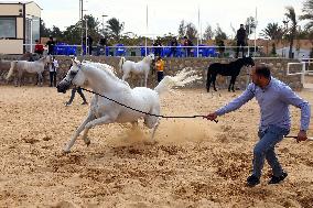 EGYPT-SHARQIA-ARABIAN HORSE-BEAUTY CONTEST
