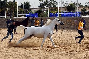 EGYPT-SHARQIA-ARABIAN HORSE-BEAUTY CONTEST