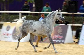 EGYPT-SHARQIA-ARABIAN HORSE-BEAUTY CONTEST