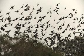 ISRAEL-BEER SHEVA-STARLINGS