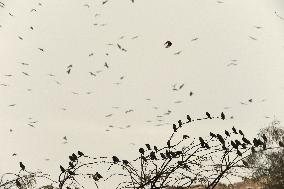 ISRAEL-BEER SHEVA-STARLINGS