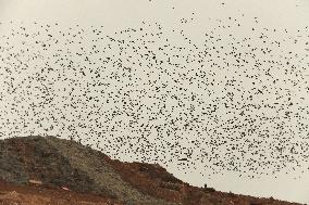 ISRAEL-BEER SHEVA-STARLINGS