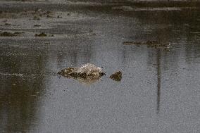 ISRAEL-HULA VALLEY-BIRD FLU
