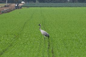 ISRAEL-HULA VALLEY-BIRD FLU