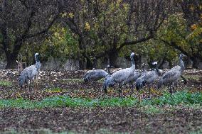 ISRAEL-HULA VALLEY-BIRD FLU